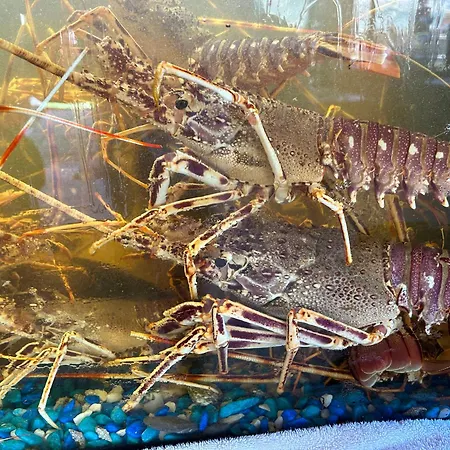 Hotel De La Jetée Centuri