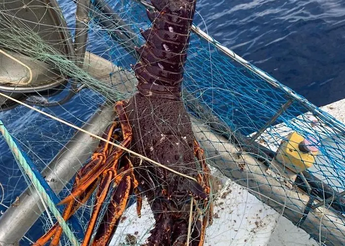 De La Jetee * Centuri