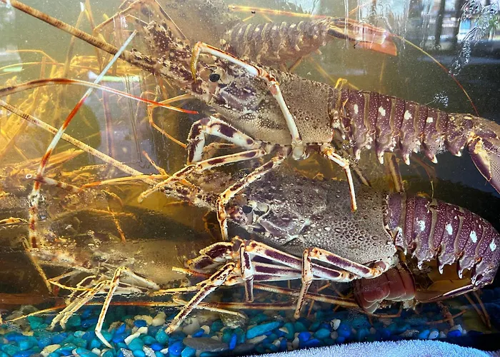 Hotell De La Jetee Centuri